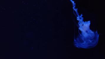 Jellyfish in the sea footage, marine background video