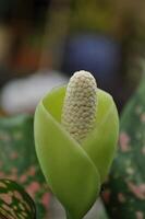 Syngonium podophyllum Flower Blooming photo