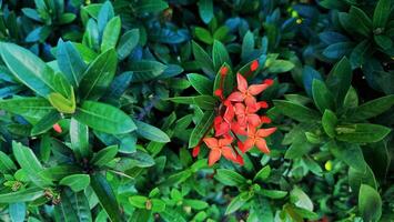 red ashoka flower photo