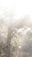 le Soleil brille par le des arbres sur une brumeux journée video
