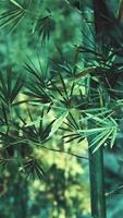 en stänga upp av en bambu växt i en skog video