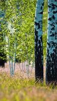 white birch trees in the forest in summer video