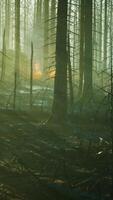 skogsbrand med brända träd efter skogsbrand video