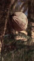 une bouquet de noix de coco pendaison de une arbre video