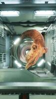schedel van dode ram in internationaal ruimtestation video