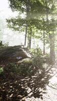 luce del sole nella foresta nebbiosa delle fate video