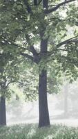 schilderachtig uitzicht op het park in het centrum van de grote stad in de zomer video