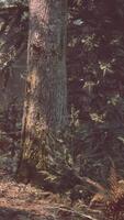 solljus som förs in i höst barr- skog på en dimmig morgon- video