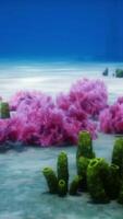 Purple and pink soft corals and red sponges video