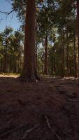 gigantische sequoia's in het gigantische bosbos in het sequoia nationaal park video