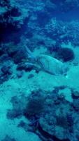 een schildpad is zwemmen in de oceaan water video