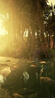 Panorama of Beautiful Oasis surrounded by sand dunes video