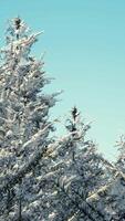 Winterruhiger Wald am sonnigen Tag video