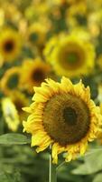 A vibrant field of yellow sunflowers in full bloom video