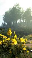 un' vivace campo di giallo fiori con sereno alberi nel il sfondo video