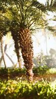 il sole brilla attraverso il palma le foglie video