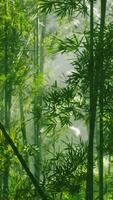 A lush bamboo forest in China video