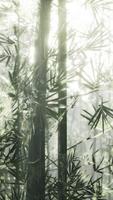 A serene bamboo forest illuminated by the golden rays of the sun video