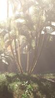 een groep van palm bomen Aan een zonnig dag video
