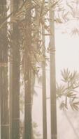 een sereen bamboe bosje omhuld in een mystiek mistig sfeer video