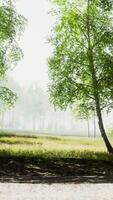 birch forest in sunlight in the morning video