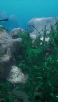 flach Ozean Fußboden mit Koralle Riff und Fisch video
