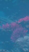 ein Koralle und ein Fisch im das Wasser video
