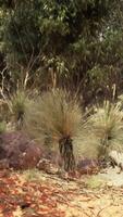 Trees and stones in Australian desert video