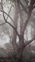 A misty forest with dense foliage and towering trees video