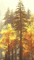 magnifique à feuilles persistantes forêt dans le montagnes pendant le coucher du soleil video