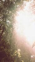 du soleil des rayons Pause par le branches de des arbres embrasé dans le Matin brouillard video