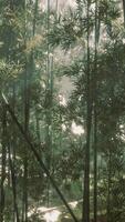 A dense bamboo forest engulfed in a mystical fog video