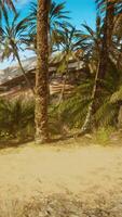 Palm trees in desert Liwa dunes video