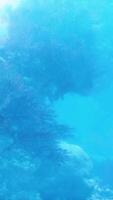 An underwater view of rocks and seaweed in blue water video