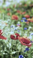 un vibrante campo de rojo y azul flores en lleno floración video