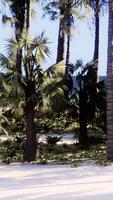 une tropical plage avec paume des arbres et cristal clair des eaux video