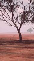 een sereen landschap met bomen in een enorm Open veld- video