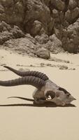 un animale cranio posa nel il sabbia vicino un' montagna video