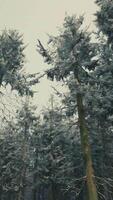 Pine trees covered with hoarfrost in the dark forest video