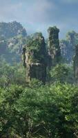 A lush green forest with a dense canopy of trees video