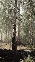 A dense forest with towering birch trees video