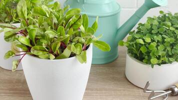 Indoor Herb Garden Kit With Fresh Green Plants video