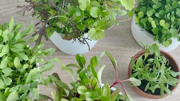 Indoor Herb Garden Kit With Fresh Green Plants video