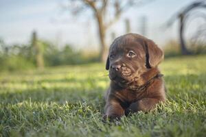 Sweet labrador puppy 5 photo