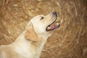 Labrador dog Portrait photo