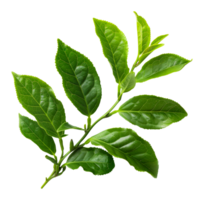 Fresh tea leaves, cut out - stock .. png