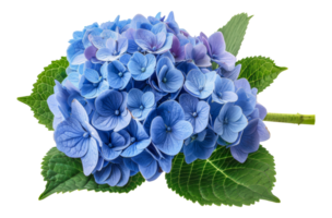 mooi TROS van blauw hortensia bloemen met weelderig groen bladeren, besnoeiing uit - voorraad .. png