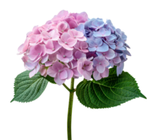 Mixed pink and blue hydrangea flowers with green leaves, cut out - stock .. png