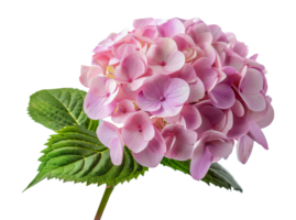 Vibrant pink hydrangea flowers, cut out - stock .. png