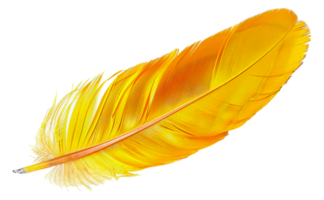 Vibrant yellow feather, cut out - stock .. png